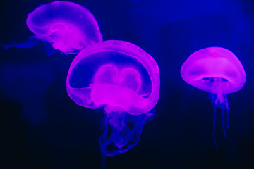 Beautiful pink jellyfish, medusa in the neon blue light. Underwater life in ocean jellyfish