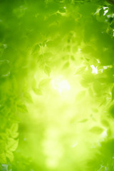 Fototapeta premium Nature of green leaf in garden at summer. Natural green leaves plants using as spring background cover page greenery environment ecology wallpaper