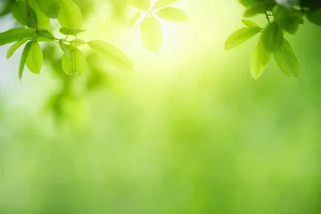 Muurstickers Aard van groen blad in de tuin in de zomer. Natuurlijke groene bladeren planten gebruiken als lente achtergrond voorblad groen milieu ecologie behang © Fahkamram