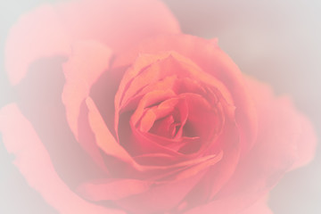 closeup pink rose