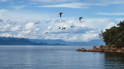 Fototapeta na wymiar seagull on the coast