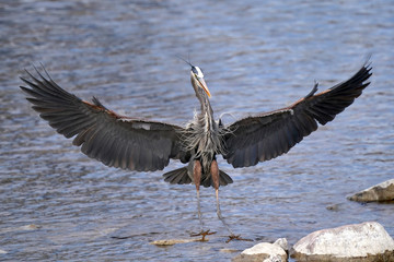 Great Blue Heron landing right in front of me wings spread
