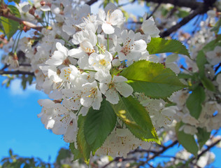 close up of white cherry blossom flowers with bright spring leaves against a sunlit bright blue sky