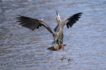 Great Blue Heron landing right in front of me wings spread
