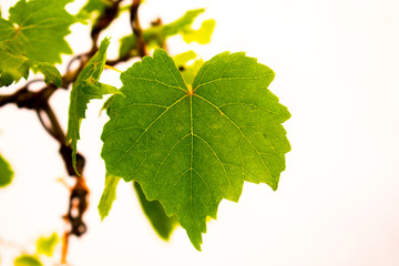 green maple leaves