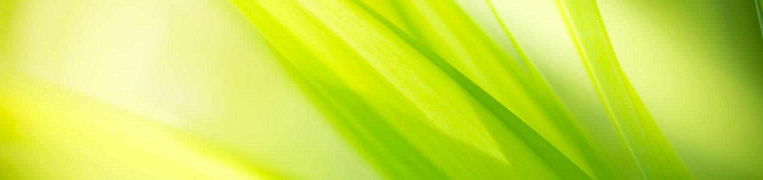 Nature of green leaf in garden at summer. Natural green leaves plants using as spring background cover page greenery environment ecology wallpaper