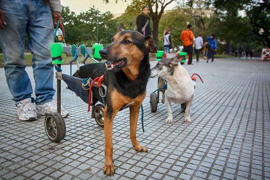 Dois cachorros portadores de necessidade especial, sem as patinhas traseiras, de cadeira de roda adaptada passeando na calçada de uma praça, com pessoas desfocadas de fundo.