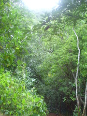 Paysage de Mayotte - Forêt tropicale