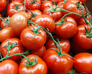 Background from ripe tomato with green branch in box