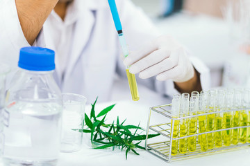 scientist in laboratory testing cbd oil extracted from a marijuana plant.  Healthcare pharmacy from...