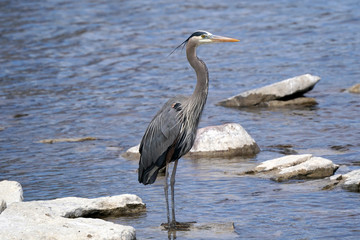 Great Blue Heron landing right in front of me wings spread
