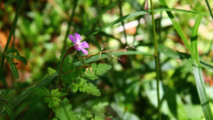 Petite fleur sauvage violette