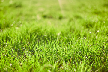 Fototapeta premium Green grass on green background