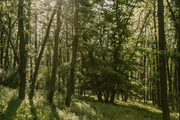 Fototapeta na wymiar Fresh green deciduous forest during the springtime morning
