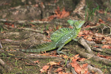 Stirnlappenbasilisk in Costa Rica