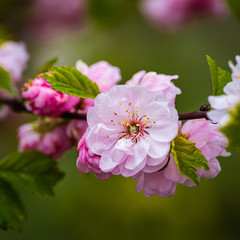 close up of pink flowers