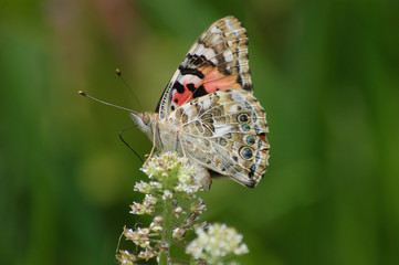 Painted Lady