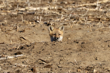 Baby foxes in den in plowed cut cornfield
