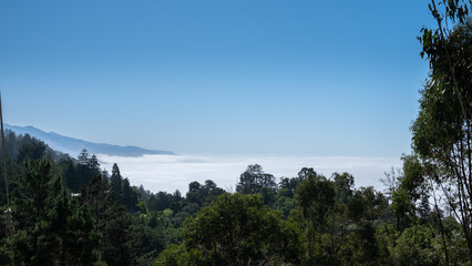 Fototapeta na wymiar sea of mist over the forest, california