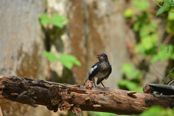 Oriental magpie robin, baby bird from Kerala
