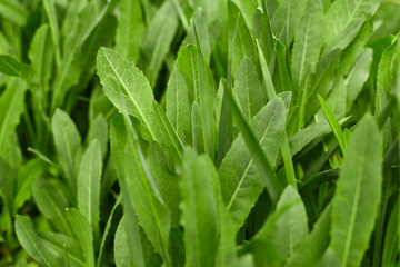 Green grass on green background