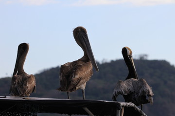 Pelikane am Abend in Costa Rica