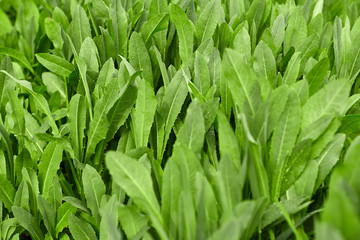 Green grass on green background