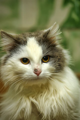 Naklejka na ściany i meble gray with white beautiful fluffy long-haired cat