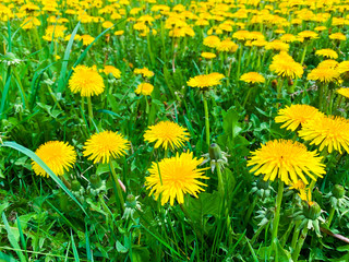 Fototapeta premium Dandelion Yellow Flowers Natural Background
