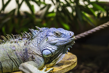 Green iguana also known as the American iguana is a lizard reptile in the genus Iguana in the iguana family. And in the subfamily Iguanidae. Soft focus.