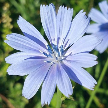 Close-up Of Blue Chicory Growing Outdoors