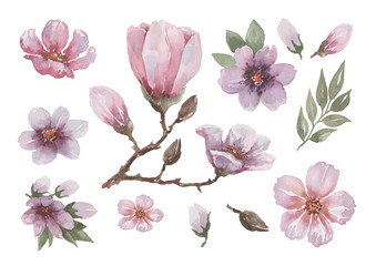 A branch of pink magnolia with flowers, buds and green leaves. Set of separate elements on a white background for decoration and design. Watercolor.