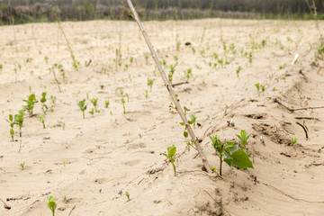 Aufforstung und bewaldung in ungarn