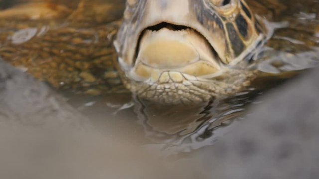 Sea turtle raising head above water to take breath. Close-up shot of a sea turtle's face as it lifts its head above the water and opens its mouth partly to take in a breath.