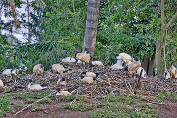Large nesting colony, Molukken ibis, Theristicus molucca, Western Australia