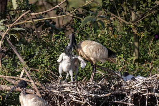 Large nesting colony, Molukken ibis, Theristicus molucca, Western Australia