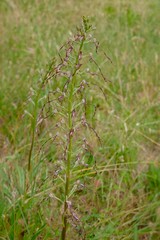 wild orchids in the meadows, Himantoglossum Adriaticum