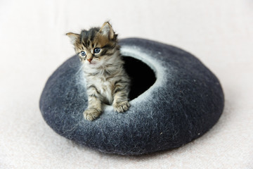 2 week old kitten in a hide about