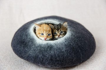 a pair of kittens looking out of hiding place