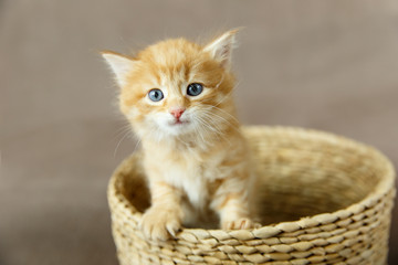 Orange tabby kitten with blue eyes sitting in a small basket on brown background