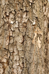tree bark closeup texture or background