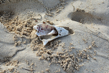 small broken shell in the sand, with wet prints
