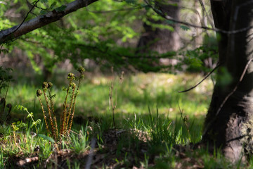 Fern shoots in the forest