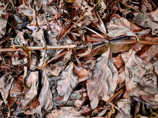 Full Frame Background of Brown Dry Leaves