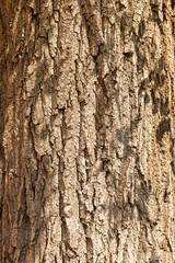 tree bark closeup texture or background