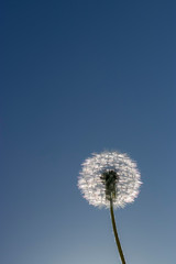 One fluffy dandelion on a background of blue clear sky, on a sunny spring day. Macro photo of wildlife.