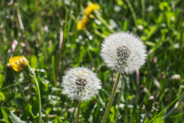 Fluffy dandelions in the park on a sunny spring day. Macro photo of wildlife.
