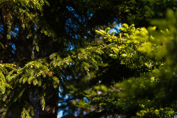 Fir branch close up, spring.