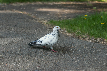 A black and white dirty pigeon walks in a city park on a sunny summer day. City birds. Wildlife photo in summer.