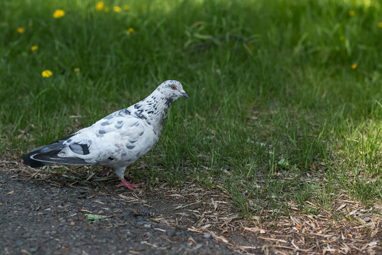 A black and white dirty pigeon walks in a city park on a sunny summer day. City birds. Wildlife photo in summer.